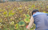 플로깅